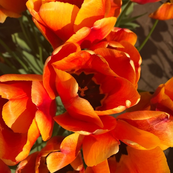 Meet your Posher, Lindsay - Picture 1 of 1